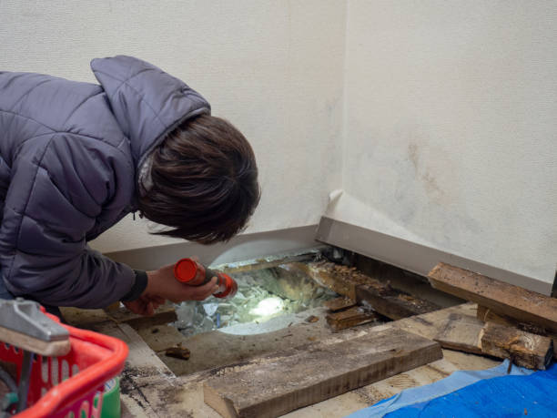 Best Mold Documentation for Insurance Claims  in South Deerfield, MA